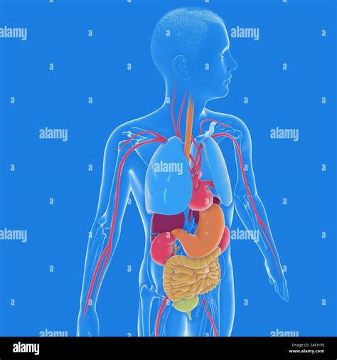 3d Illustrazione Degli Interni Del Corpo Umano Anatomia Trasparente