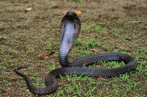 Black Mamba Snake Vs King Cobra