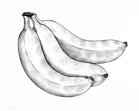 Download Premium Illustration Of Three Hand Drawn Fresh Bananas 1200231