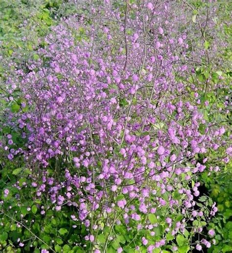 Chinese Meadow Rue Thalictrum Delavayi Hewitts Double