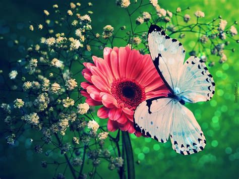 Butterfly Kisses Wallpapers Wallpaper Cave