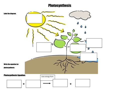 Photosynthesis Activity Sheet