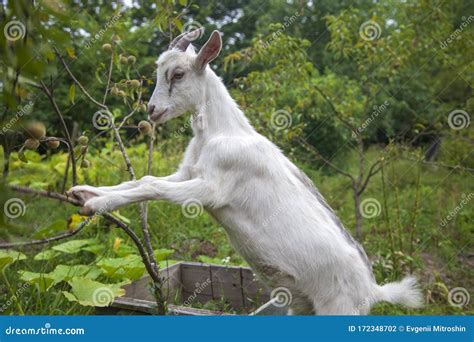 Goat Stands On Its Hind Legs And Eats Tree Leaves Stock Photo Image