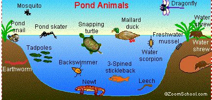 Pond Ecosystem Biotic And Abiotic Factors