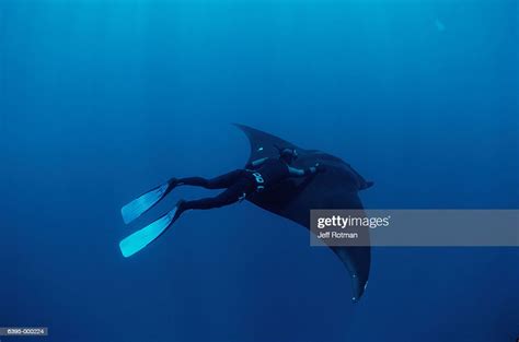 Diver Riding Giant Manta Ray High Res Stock Photo Getty Images