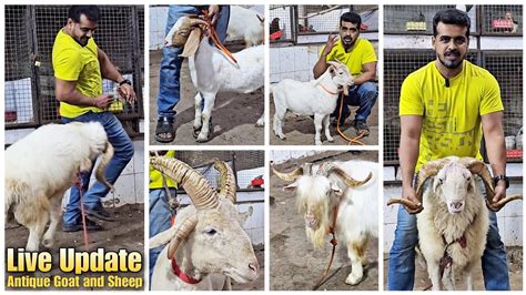 Live Update Star Goats Farm Asif Std 88798 09944 Mumbra Mumbai Youtube