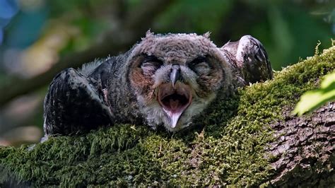 Adorable Photos Show How Baby Owls Sleep On Their Stomachs