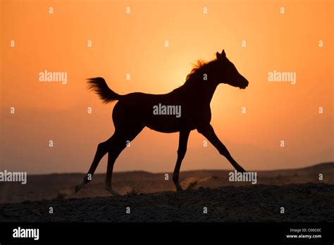 Arabian Horse Foal Sunset Stock Photo Alamy