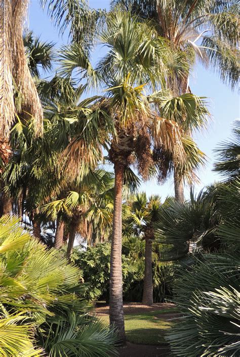 Sabal Palmetto In California Discussing Palm Trees Worldwide Palmtalk