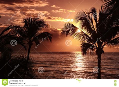 Palm Tree Silhouette Against Yellow Sunset Sky Hawaii Royalty Free