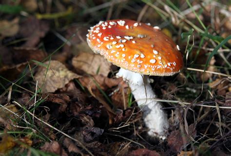 What Does A Death Cap Mushroom Look Like All Mushroom Info