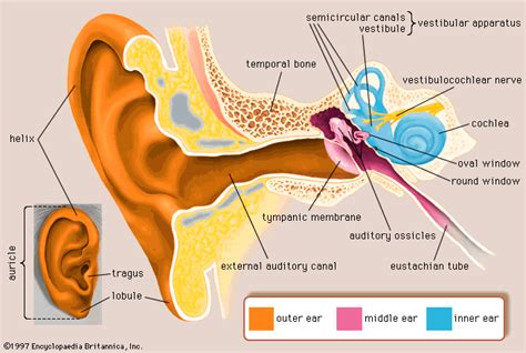 Human Ear The Physiology Of Balance Vestibular Function Britannica