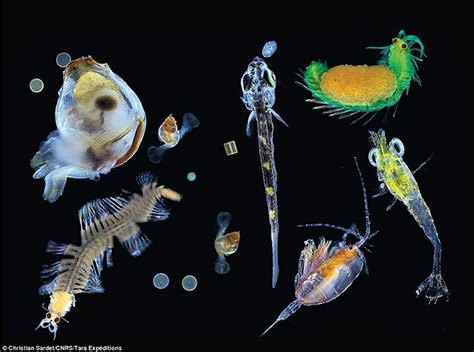 View full company info for united plankton pictures. Plankton - Wikipedia