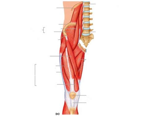 The levator ani muscles consist of three. Anterior Pelvis and Thigh