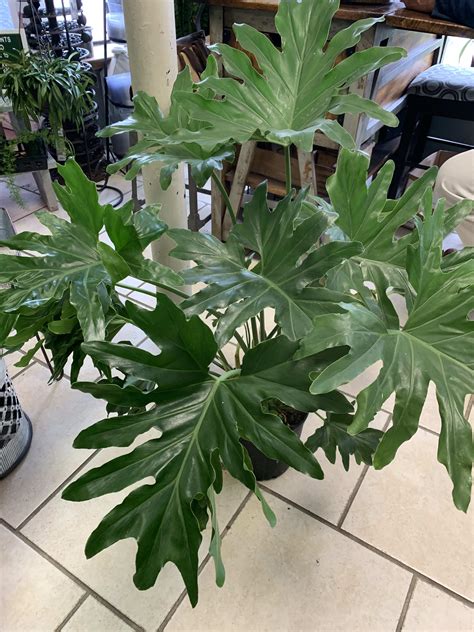 Philodendron Houseplant In Highlands Nj In The Garden
