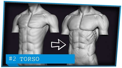 Curso De Anatomía Corrección 2 Anatomia Del Torso Youtube