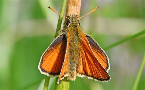 Small Skipper Motcombe Meadows Dorset Butterflies