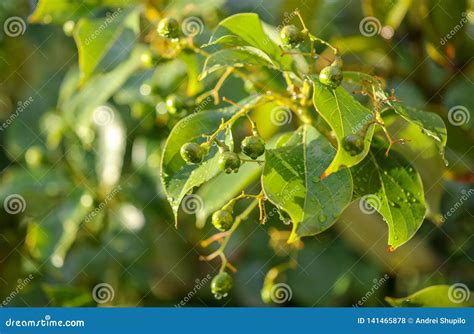 Green Small Fruits On The Tree Stock Photo Image Of Food Life 141465878