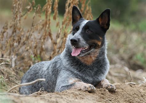 Australian Cattle Dog Australian Dog Lover