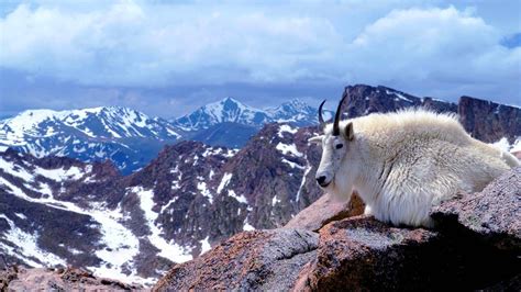 Mountain Goat Wallpapers Wallpaper Cave