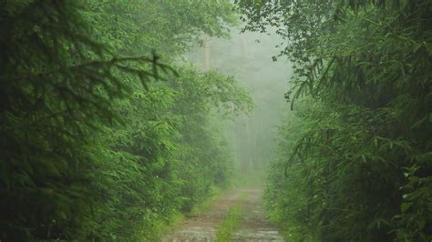 Gentle Rain Sounds In The Forest For Relax Or Sleeping White Noise