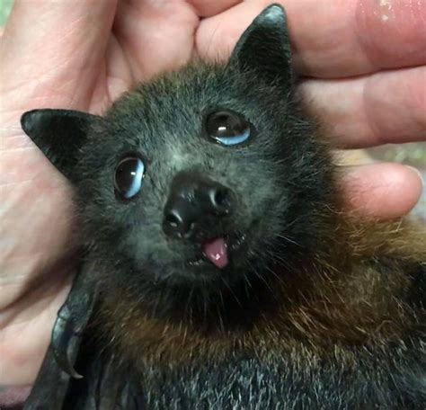 Pin By Aerial Artisan On Beautiful Bats Cute Bat Cute Funny Animals