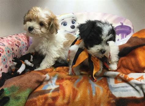 Though small, the yorkie poo is lively, seeks attention. Girl and boy yorkie poo puppies for Sale in Minneapolis ...