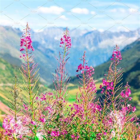 Swiss Alps With Wild Pink Flowers Nature Photos Creative Market