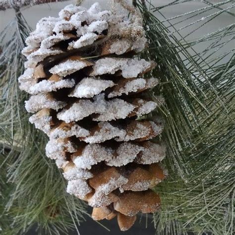 How To Make Snow Covered Pine Cones An Ultimate Guide Pine Cone