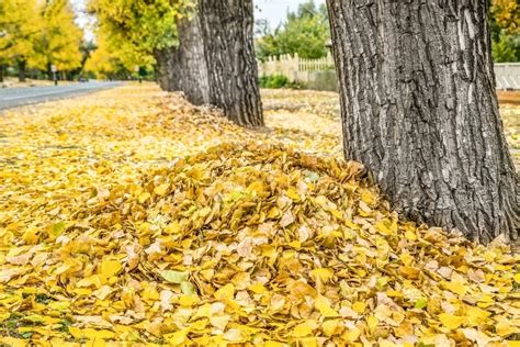 Image Of Piles Of Yellow Autumn Leaves Raked Up Against A Row Of Trees