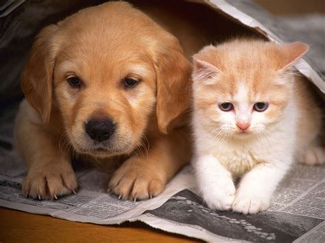 At our stores you'll find a great selection of pet accessories, all at competitive prices. Dog And Cat: A Tale Of Forbidden Love