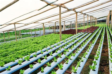 6 Types Of Basic Hydroponic Systems For Home Farm Setup