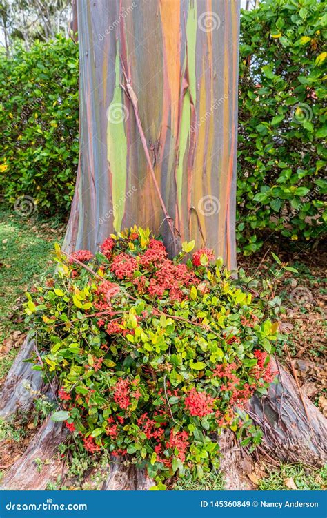 Red Flowers At The Base Of Rainbow Eucalyptus Tree On Oahu Hawaii