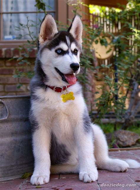 It has the ability to haul heavy loads over long distances and rough terrain. 40 Cute Siberian Husky Puppies Pictures - Tail and Fur