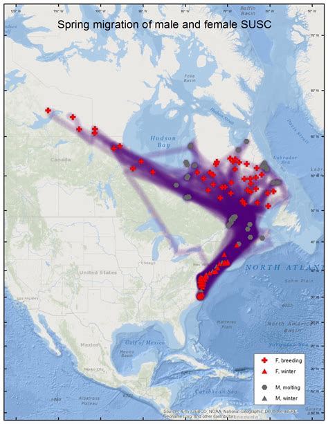 Surf Scoter migration and distribution maps - all years - Sea Duck