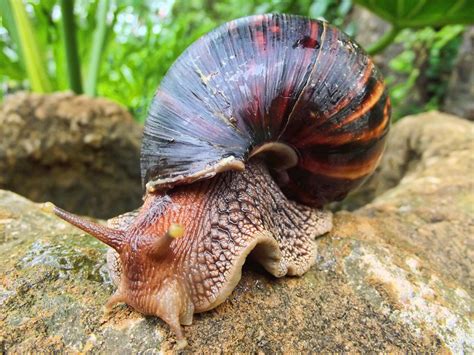 Filegiant African Land Snail