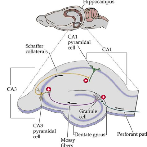 Ca1 Area Of The Hippocampus Viewed As An Ensemble Of Repetitive