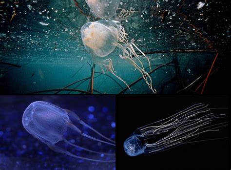 Jiggly Jellyfish From Dazzling To Deadly 72 Splendid Photos