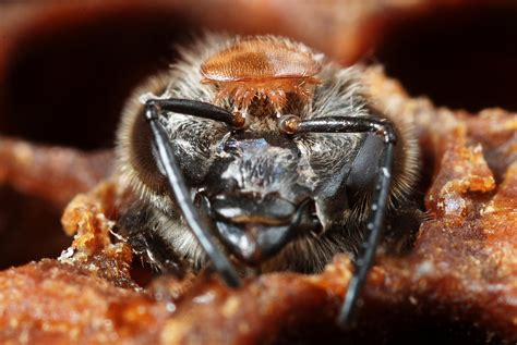 Varroa Destructor Arista Bee Research