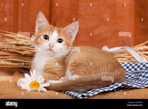 Domestic Cat Red Tabby Kitten White Markings Lying Next Flowers Wheat
