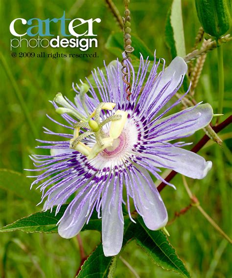 We also sometimes have ornamental passion flower vines and some of our own hybrids we are working on. Purple Passion Flower | This wild purple passion flower ...