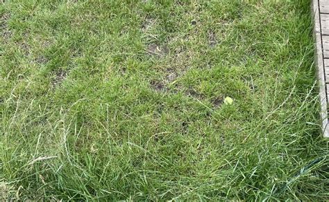 Whats Actually Wrong With My Lawn — Bbc Gardeners World Magazine