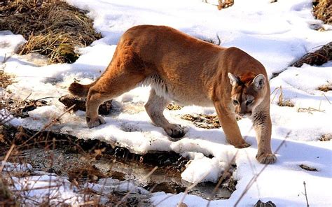 5 Fakta Unik North American Cougar