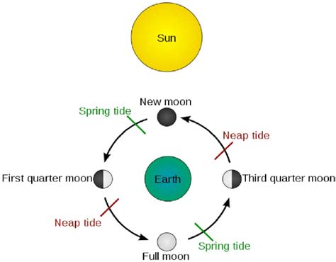 Schematic Chart About The Spring Neap Tidal Variation In A Lunar Cycle