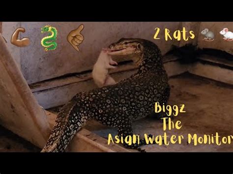 Warning Live Feeding With Biggz The Asian Water Monitor Youtube