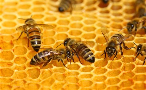 Killer Bees Are Aggressive By Nurture Not Just By Nature