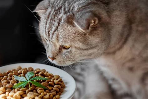Dosage/feeding guidelines will vary according to the medical marijuana for cats is a tricky topic; The 25 Best CBD Cat Treats of 2020 - Cat Life Today