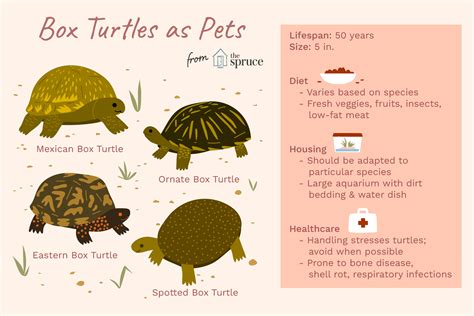 How To Care For A Land Turtle Turtlean