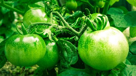 Green Tomatoes Free Stock Photo Public Domain Pictures