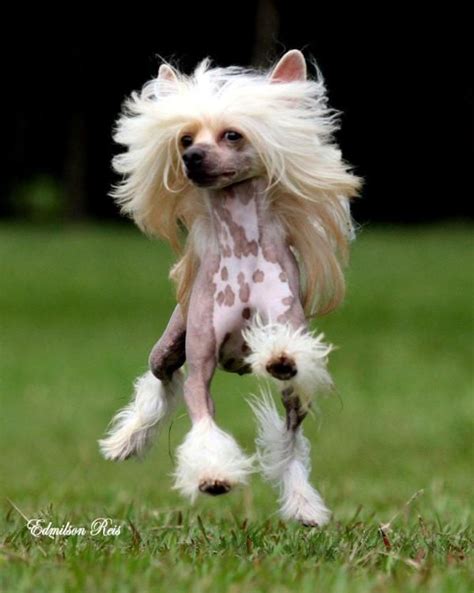 5 Most Adapted Dog Breeds For Hot Climates The Pets Planet Chinese Crested Dog As This Breed